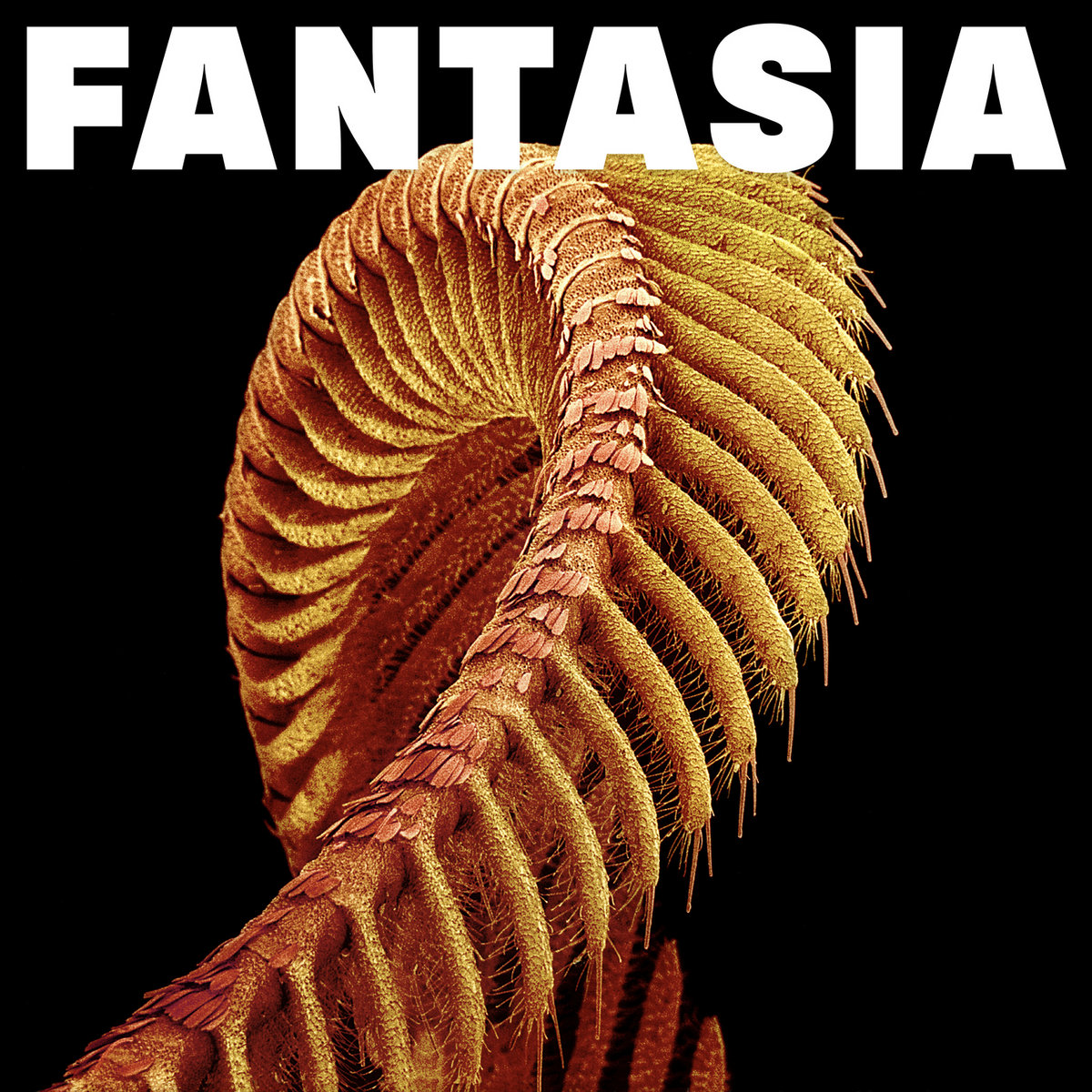 Fantasia by SLIFT